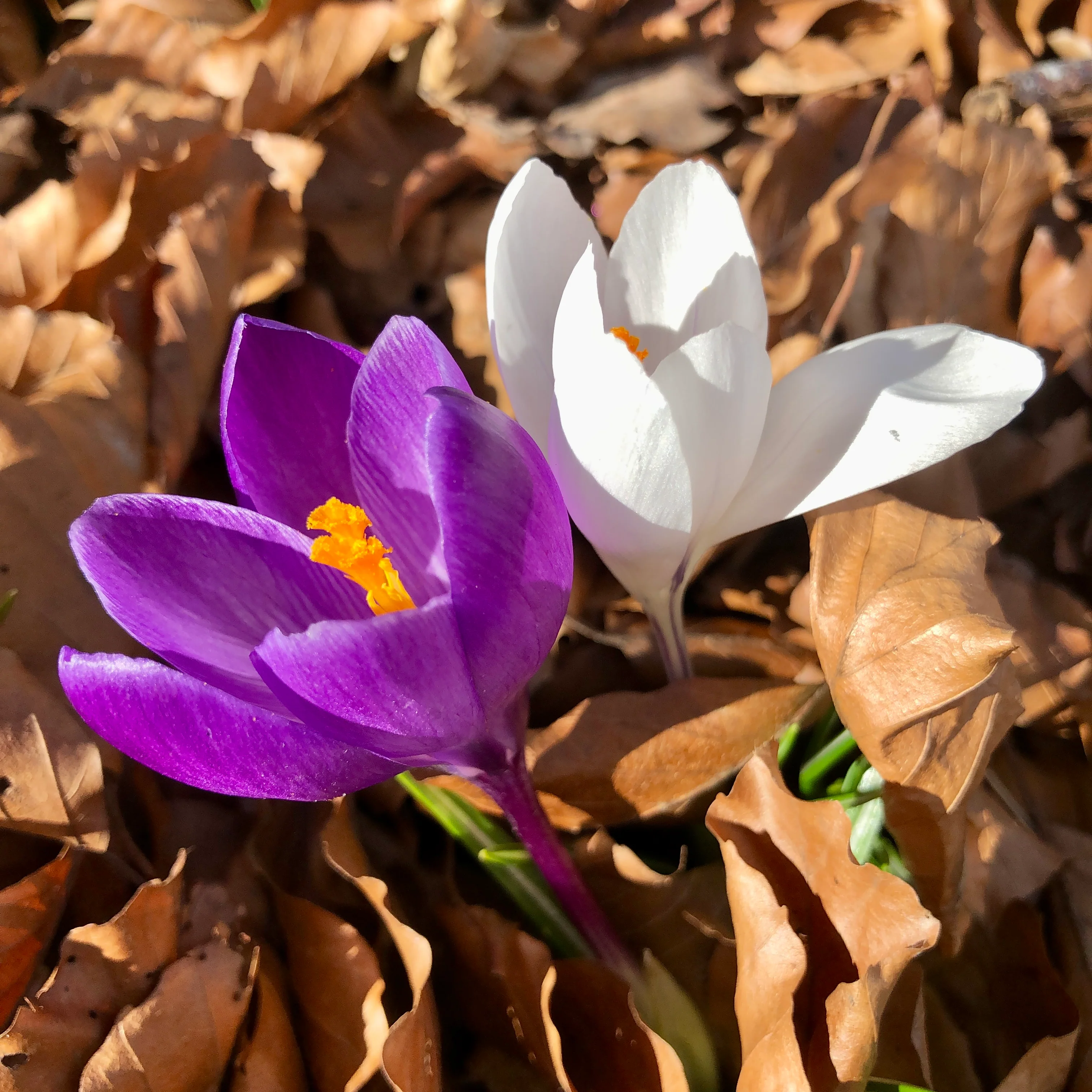 Printemps