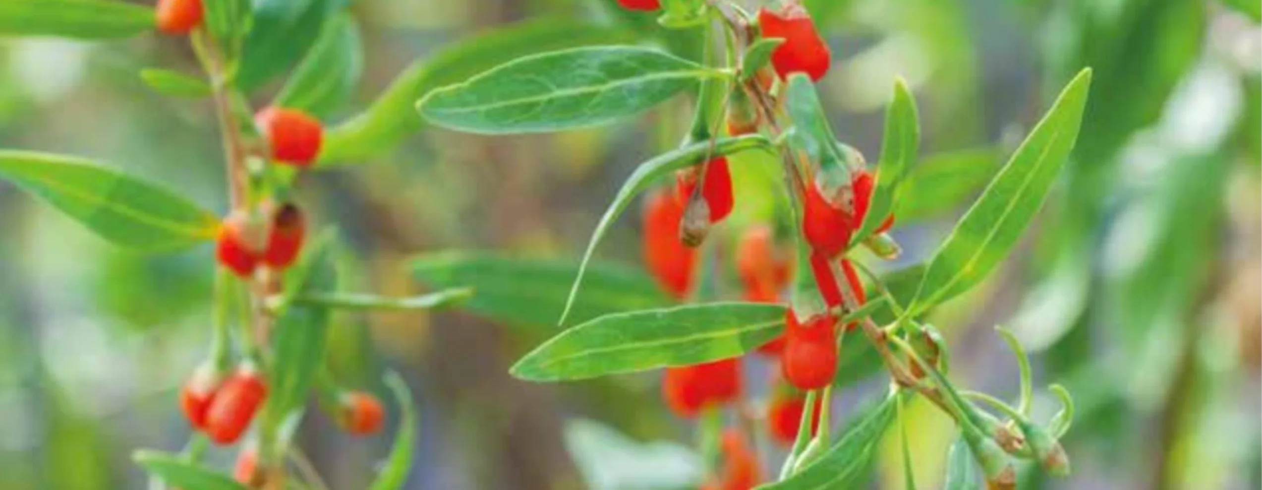 À la recherche de baies de goji