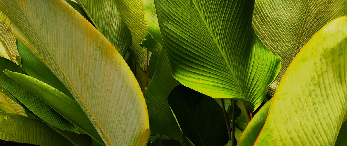 Soins de la peau mature